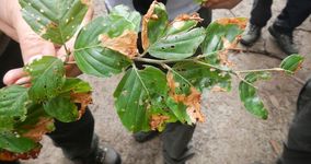 Beech leaf miner (Rhynchaenus fag)