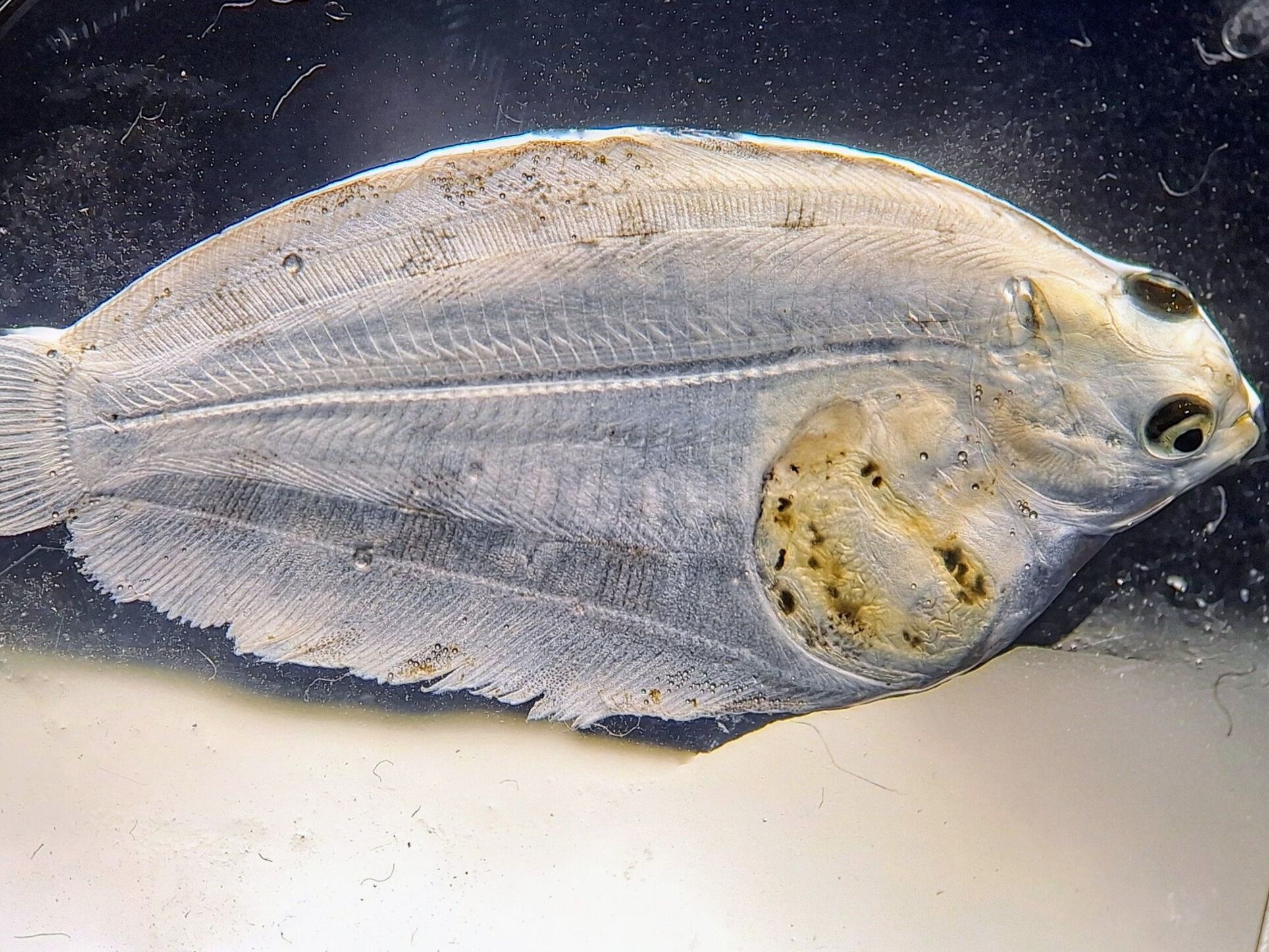 Eine junge Limande in schon typischer Plattfischform.