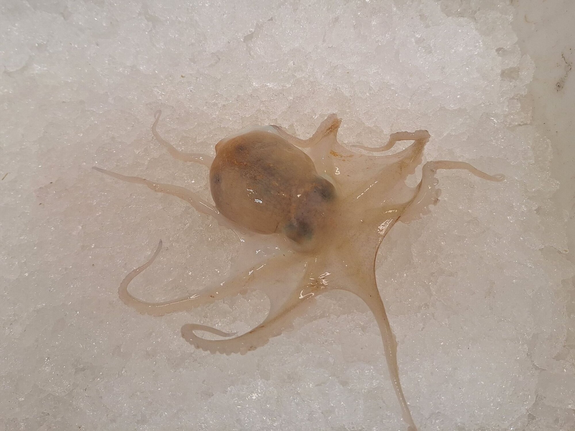 Ein Zirrenkrake auf Eis.