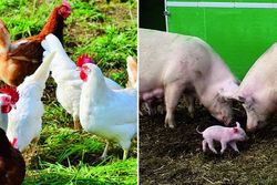 PPillow - Poultry and Pig Low-input and Organic production systems’ Welfare