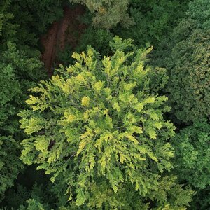 Drohnenaufnahme eines vollbelaubten Buchenbestandes.