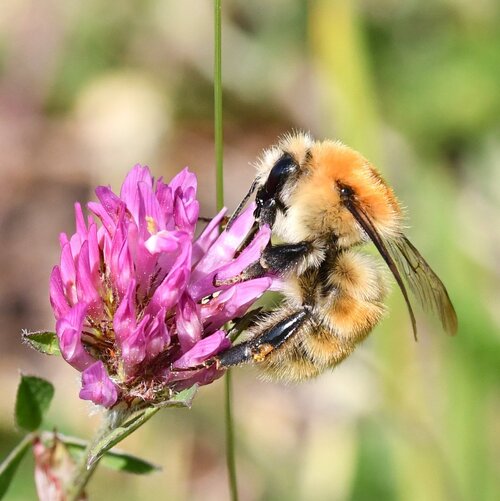 Eine Mooshummel auf einer Blüte. Auf einer Lilafarbenen Blüte sitzt eine Mooshummel mit einem pelzigen Oberkörper und einem schlanken Hinterkörper.
