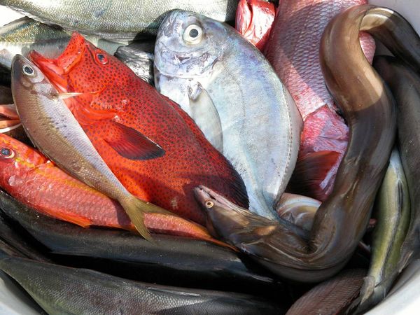 Verschiedene Fischarten auf einem Fischmarkt