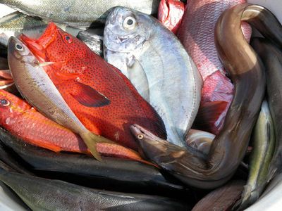 Verschiedene Fischarten auf einem Fischmarkt