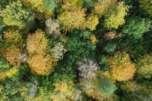 Drone image of a stand with significant crown thinning