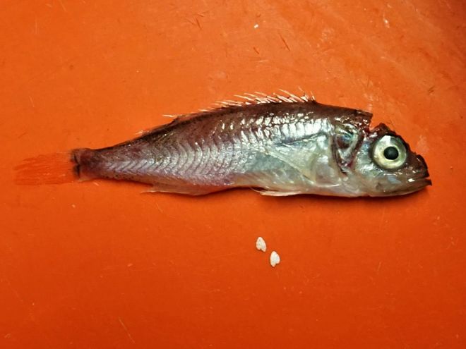 young redfish with dissected "ear stones"