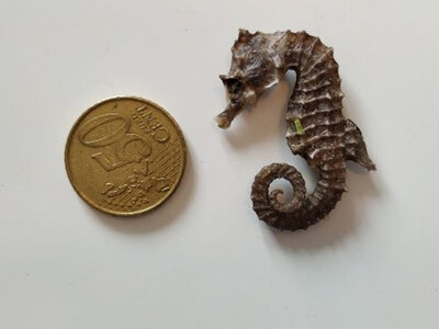 Ein totes Seepferdchen neben eine 50-Cent-Münze als Maßstab