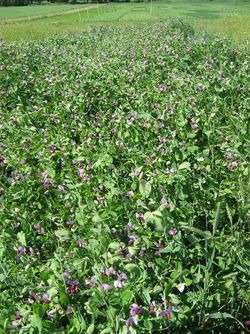 Optimization of spring- and winter pea cultivation by intercropping and a reduced intensity of soil tillage