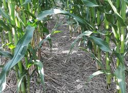 Regulation of weeds in silage maize by using winter cash crops