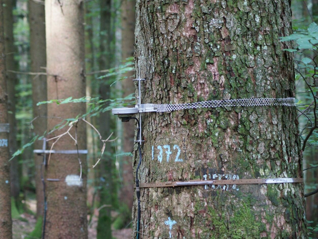 Tree trunks with measuring devices
