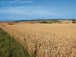 Developing a sound basis for a national monitoring of biodiversity in agricultural landscapes