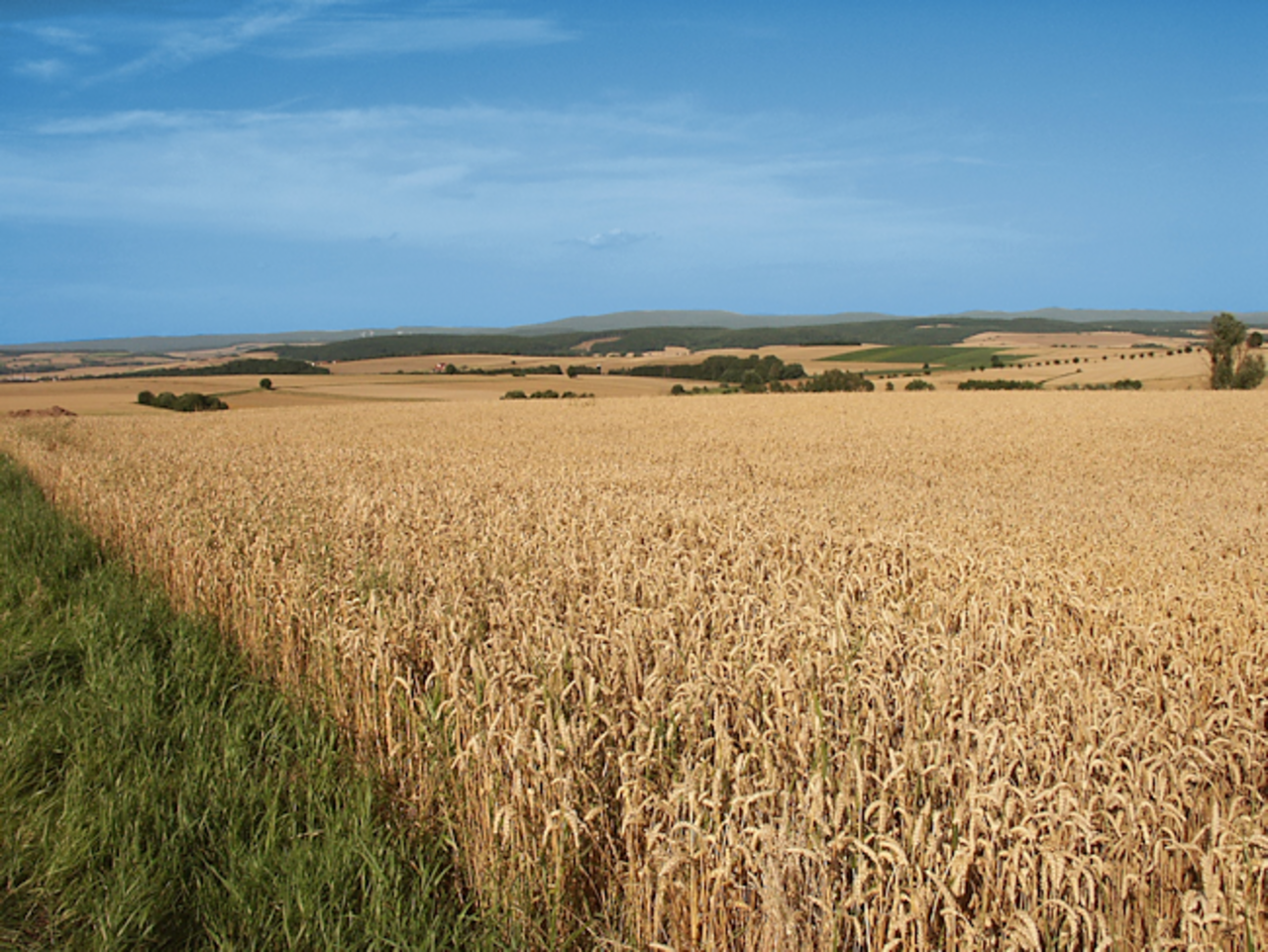 Grain-dominated agricultural landscape