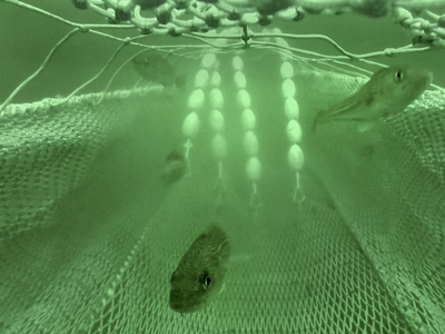 Ein Unterwasserbild einer speziellen Netzkonstruktion in der Forschung