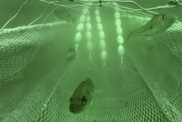 Ein Unterwasserbild einer speziellen Netzkonstruktion in der Forschung