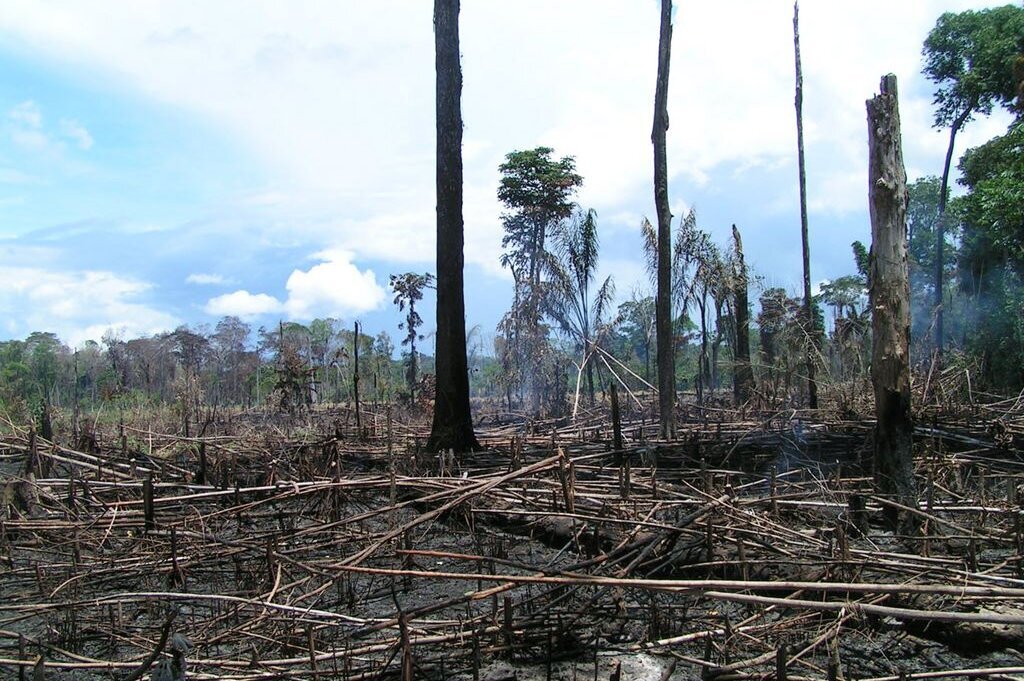 Brandgerodete Urwaldfläche