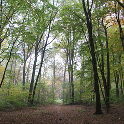 Junger Buchenwald mit Laub auf dem Boden. SURVEY