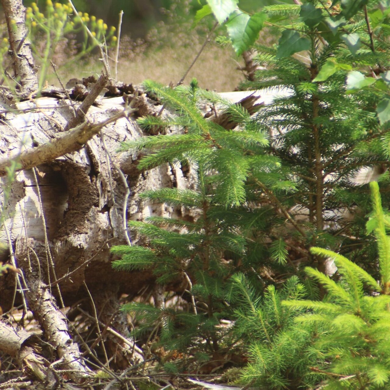 Dry pine trunk with young growth