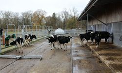 Wie kann man Emissionen bei Auslaufhaltung von Rindern messen?