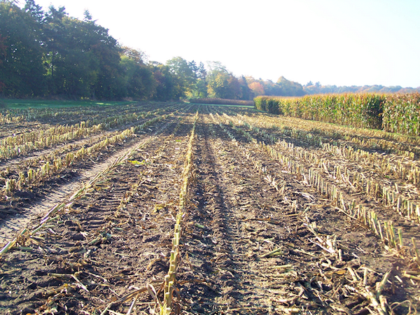 Maisfeld mit Pflanzenresten als Ausgangsmaterial für organische Substanz in Böden