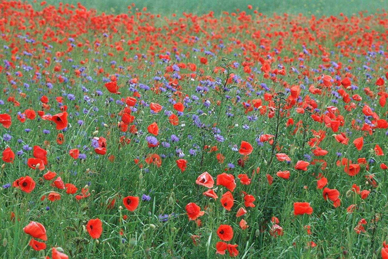 Mohn und Kornblumen, Blüte am Ackerrand