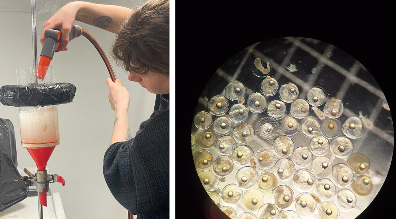Left: cleaning the sample. Right: the cleaned fish eggs under the microscope.