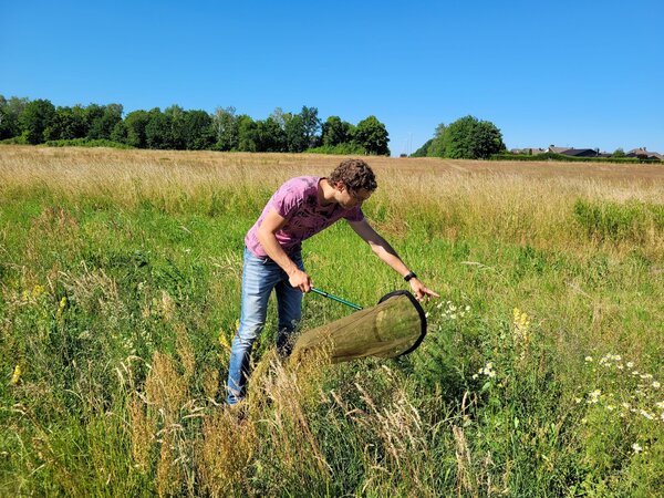 Erfassung von blütenbesuchenden Insekten durch Keschern in der Agrarlandschaft