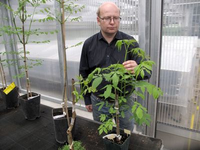 Ben Bubner vom Thünen-Institut für Forstgenetik. 