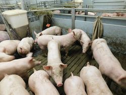 Indikators for animal welfare - Fattening pigs