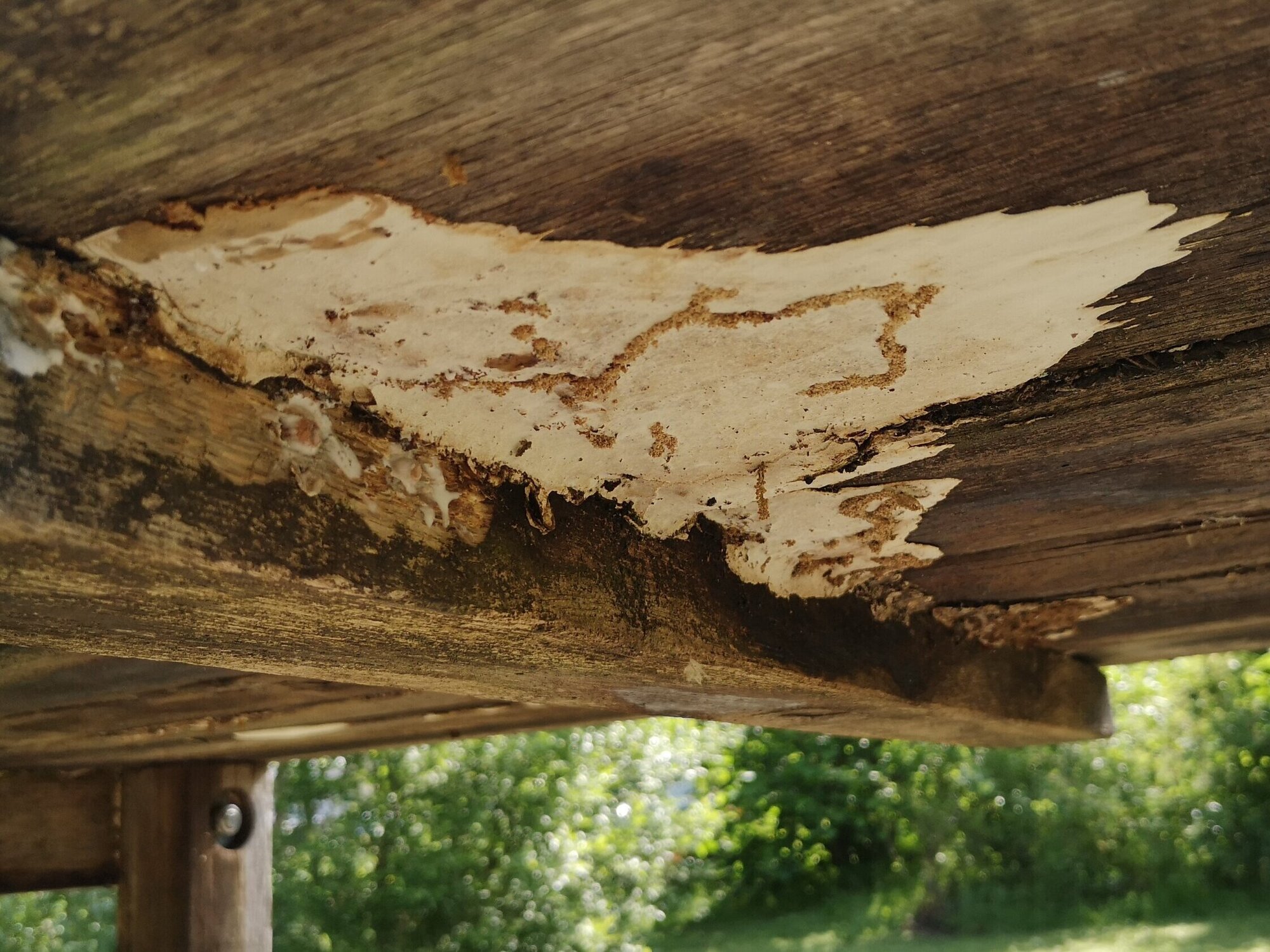 Mikrobiomanalyse bei Holzschäden