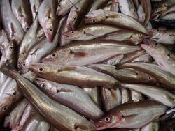 Entwicklungen von Fischbeständen verstehen – wissenschaftliche Grundlage für eine nachhaltige Nutzung