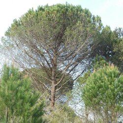 Programme Co-ordinating Centre (PCC) of ICP Forests