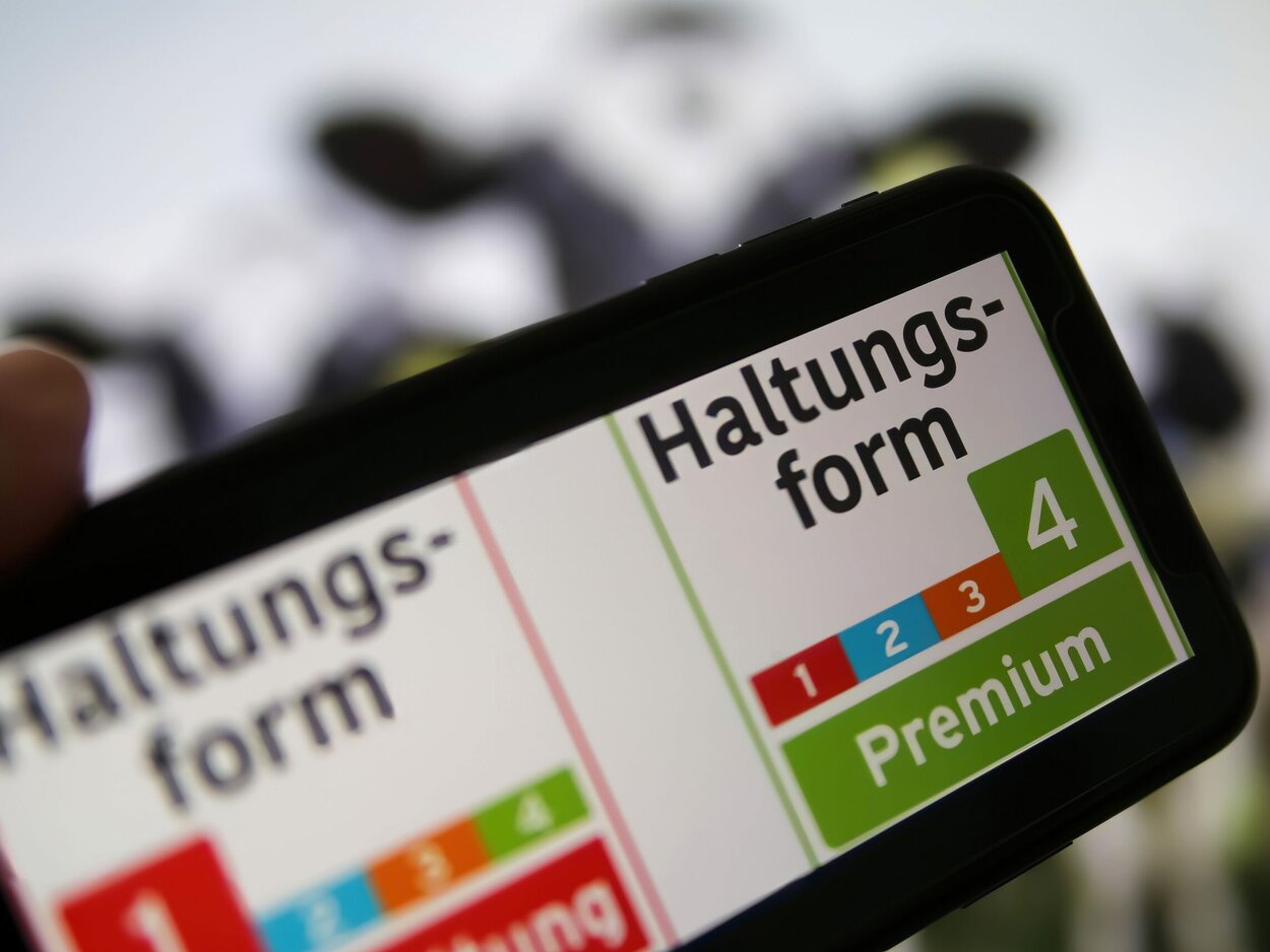 Auf einem Handybildschirm sind Grafiken der Haltungsform-Kennzeichnung 1 Stallhaltung und 4 Premium. Im Hintergrund unscharf Rinder auf der Weide.
