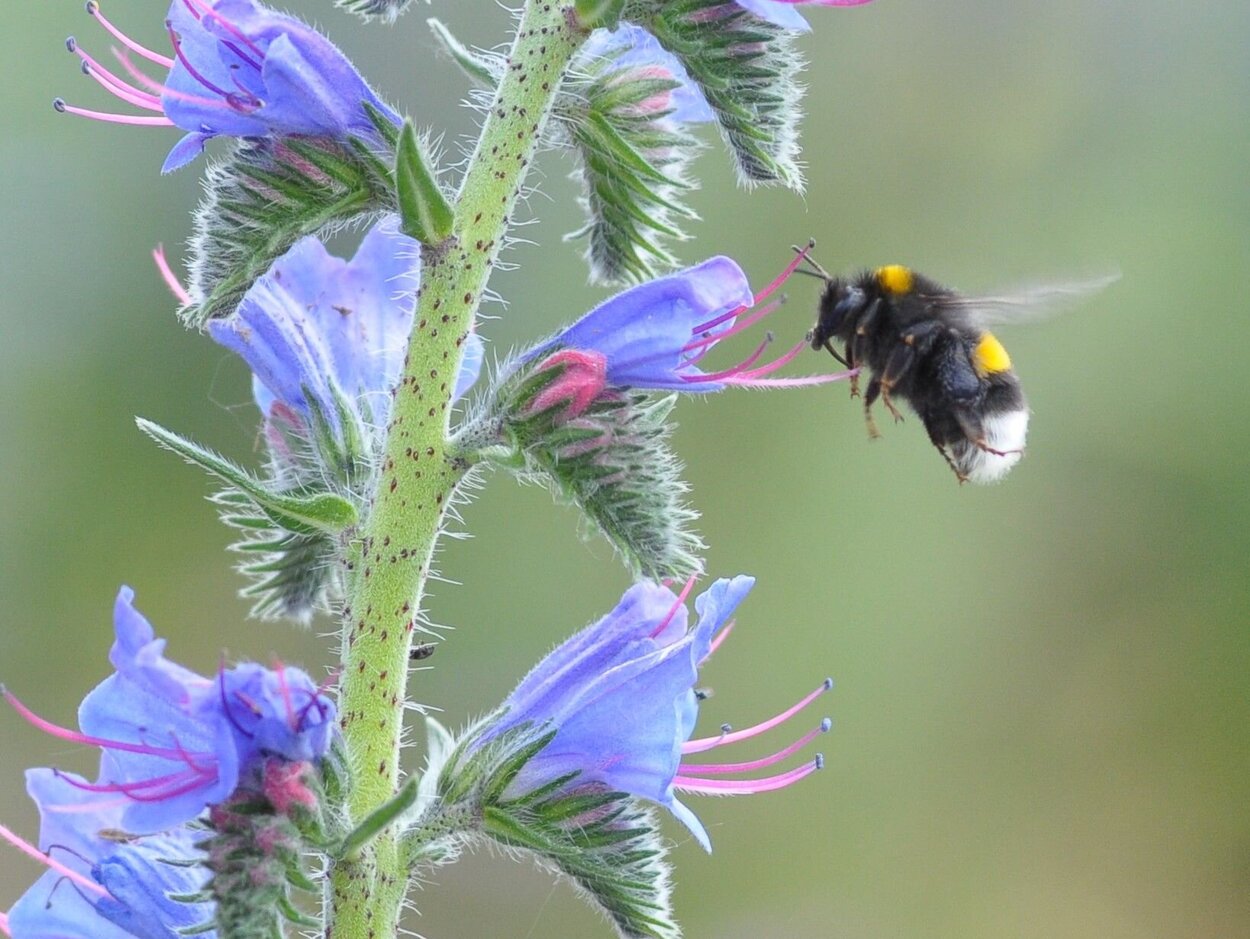 Hummel an blauer Blüte