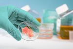 Laborszene: Hand in grün-blauem Handschuh hält Petrischale mit in-vitro Produkt. Im Hintergrund Zellkulturmedien und weitere Petrischalen.