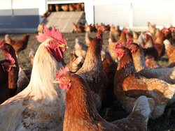 Ökologische Hühnerhaltung