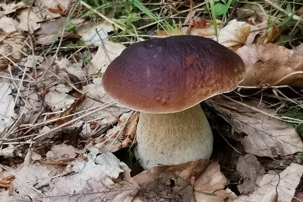 Close-up of a porcini mushroom. Close-up of a porcini mushroom.