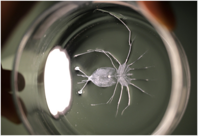 Langustenlarve in Petrischale