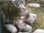 Junge Mastschweine in einer Strohbucht fressen Silage aus einer Raufe