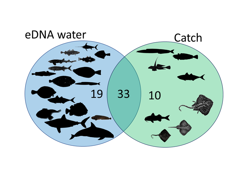 Grafik mit mehreren Fischarten als Schattenriss