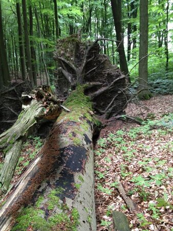 Totholz im Buchenwald