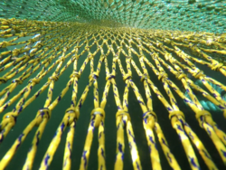 Braucht die westliche Ostsee eine andere Bewirtschaftung?