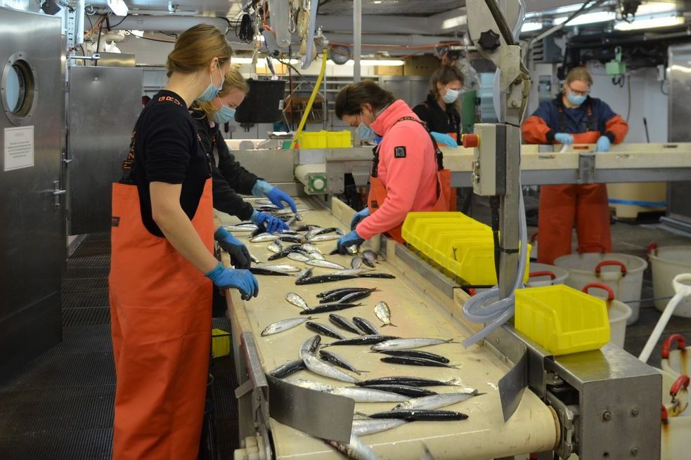 People stand on the assembly line and sort fish