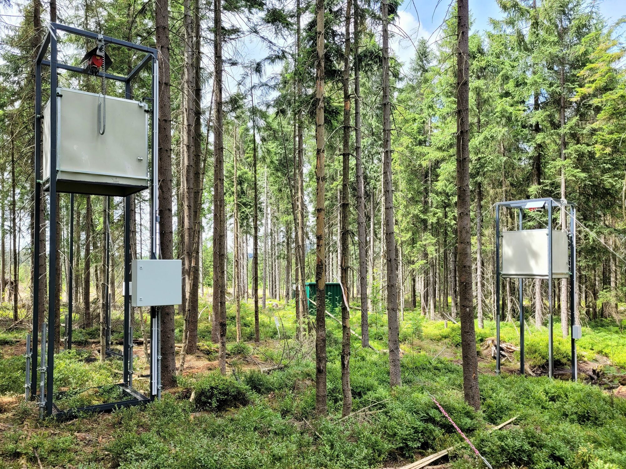 Aufgebaute Haubensysteme im Wald bei Johanngeorgenstadt
