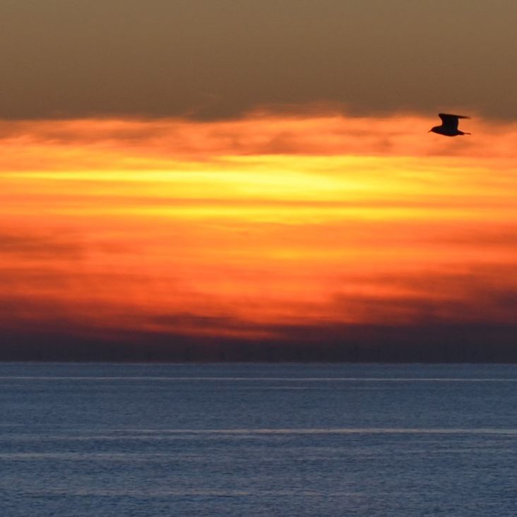 Sonnenuntergang über dem Meer mit Möwe