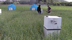 How much greenhouse gases do grass-clover crop sequences emit?