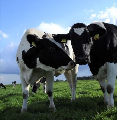 Zwei Holstein-Kühe auf der Weide vor blauem Himmel schauen in die Kamera.