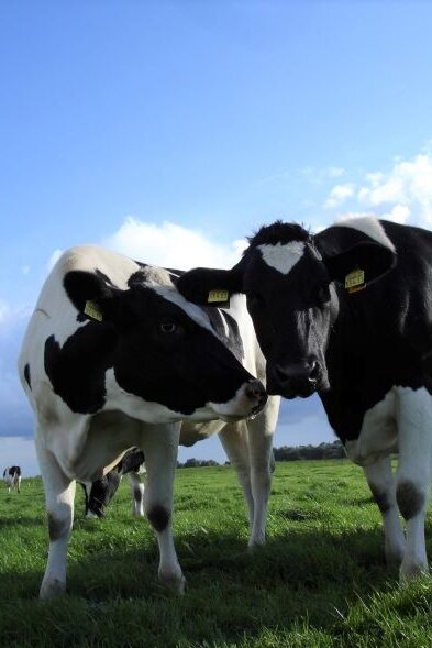 Zwei Holstein-Kühe auf der Weide vor blauem Himmel schauen in die Kamera.