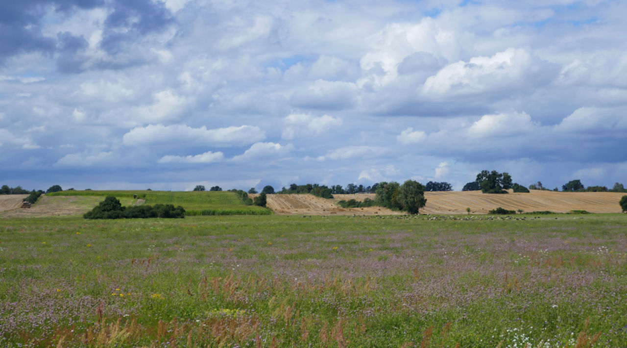 Diverse agricultural landscape