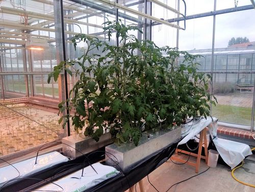Measurement of nitrogen and nitrous oxide emissions using closed chambers in tomato cultivation on rock wool slabs in the greenhouse