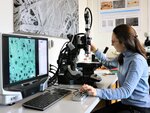 Doktorandin Valentina Zemke sitzt vor einem Mikroskop bei der anatomischen Holzartenbestimmung. 